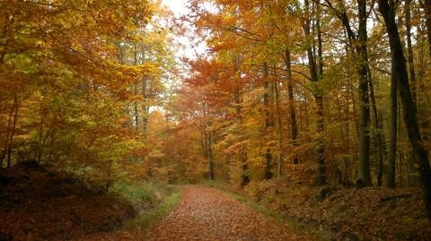 Durch den bunt verfärbten Wald